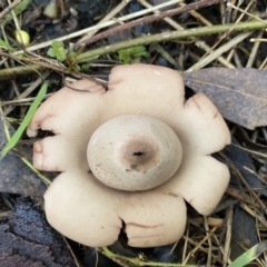 Geastrum sp. at Karabar, NSW - 1 May 2022