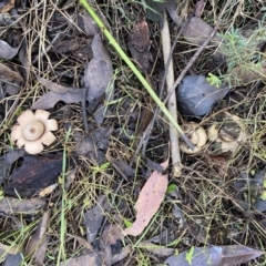 Geastrum sp. at Karabar, NSW - 1 May 2022