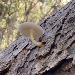 Unidentified Cap on a stem; gills below cap [mushrooms or mushroom-like] at QPRC LGA - 1 May 2022 by Steve_Bok