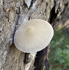 zz agaric (stem; gills white/cream) at Karabar, NSW - 1 May 2022 12:58 PM