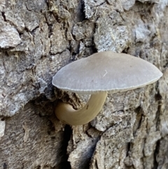 zz agaric (stem; gills white/cream) at Karabar, NSW - 1 May 2022