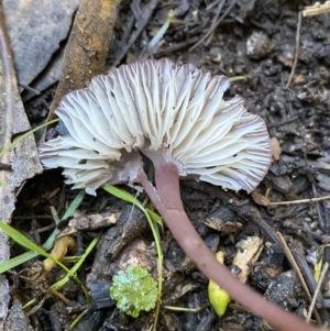 Collybia s.l. at Karabar, NSW - 1 May 2022