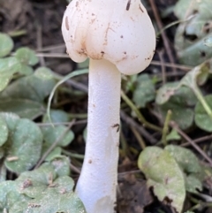 Unverified Fungus at Karabar, NSW - 1 May 2022 by SteveBorkowskis