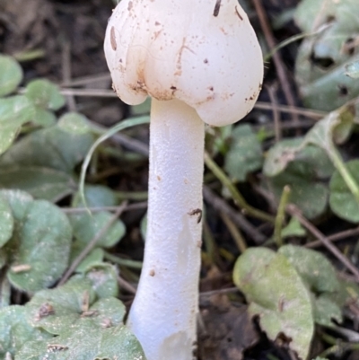 Unverified Fungus at Karabar, NSW - 1 May 2022 by SteveBorkowskis