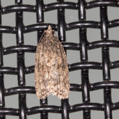 Thrincophora impletana (a Tortrix moth) at Higgins, ACT - 26 Apr 2022 by AlisonMilton