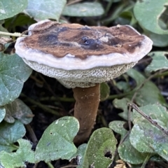 Sanguinoderma rude (Red-staining Stalked Polypore) at Karabar, NSW - 1 May 2022 by SteveBorkowskis