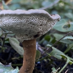 Sanguinoderma rude at Karabar, NSW - 1 May 2022