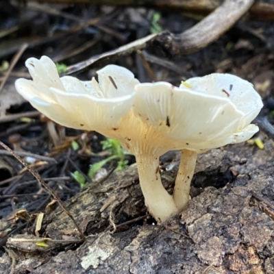 Unidentified Fungus at Karabar, NSW - 1 May 2022 by Steve_Bok