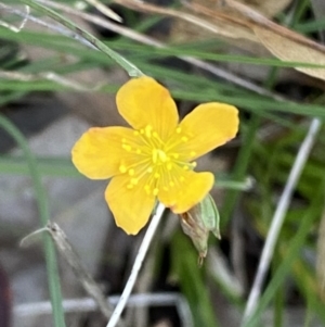 Hypericum gramineum at Karabar, NSW - 1 May 2022 03:21 PM