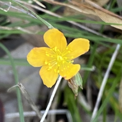 Hypericum gramineum (Small St Johns Wort) at Karabar, NSW - 1 May 2022 by SteveBorkowskis
