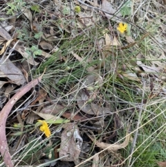 Hypericum gramineum at Karabar, NSW - 1 May 2022 03:21 PM