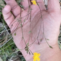 Hypericum gramineum at Karabar, NSW - 1 May 2022