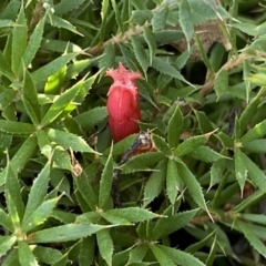 Astroloma humifusum (Cranberry Heath) at Karabar, NSW - 1 May 2022 by Steve_Bok