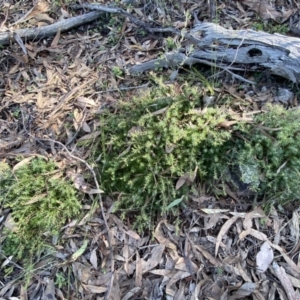 Styphelia humifusum at Karabar, NSW - 1 May 2022 02:27 PM