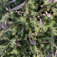 Styphelia humifusum at Karabar, NSW - 1 May 2022 02:27 PM