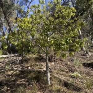 Brachychiton populneus at Googong, NSW - 1 May 2022 02:11 PM