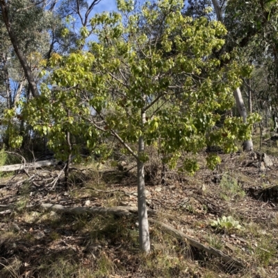 Brachychiton populneus (Kurrajong) at Googong, NSW - 1 May 2022 by Steve_Bok