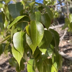 Brachychiton populneus at Googong, NSW - 1 May 2022 02:11 PM