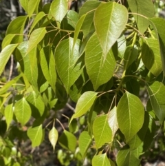 Brachychiton populneus at Googong, NSW - 1 May 2022 02:11 PM