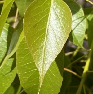 Brachychiton populneus at Googong, NSW - 1 May 2022