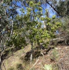 Brachychiton populneus at Googong, NSW - 1 May 2022