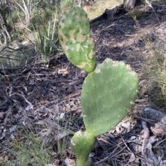 Opuntia stricta (Common Prickly Pear) at QPRC LGA - 1 May 2022 by Steve_Bok