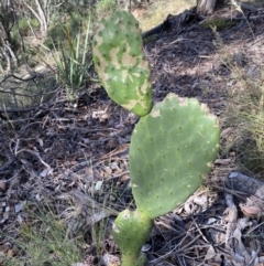 Opuntia stricta (Common Prickly Pear) at Googong, NSW - 1 May 2022 by Steve_Bok