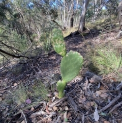 Opuntia stricta at Googong, NSW - 1 May 2022