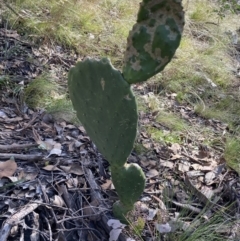 Opuntia stricta at Googong, NSW - 1 May 2022 02:11 PM