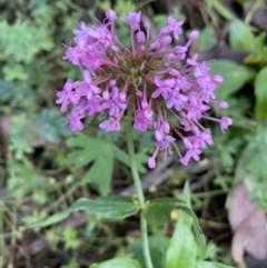 Centranthus ruber (Red Valerian, Kiss-me-quick, Jupiter's Beard) at Googong, NSW - 1 May 2022 by Steve_Bok