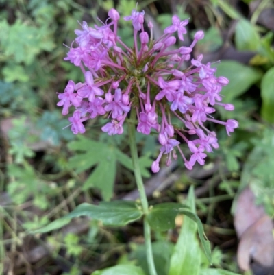 Centranthus ruber (Red Valerian, Kiss-me-quick, Jupiter's Beard) at Googong, NSW - 1 May 2022 by SteveBorkowskis