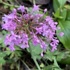 Centranthus ruber at Googong, NSW - 1 May 2022 02:00 PM