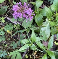 Centranthus ruber at Googong, NSW - 1 May 2022 02:00 PM