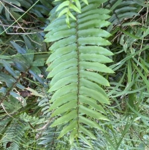 Pellaea falcata at Googong, NSW - suppressed