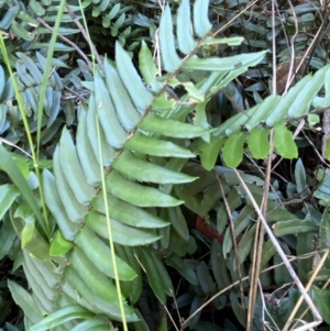 Pellaea falcata at Googong, NSW - suppressed