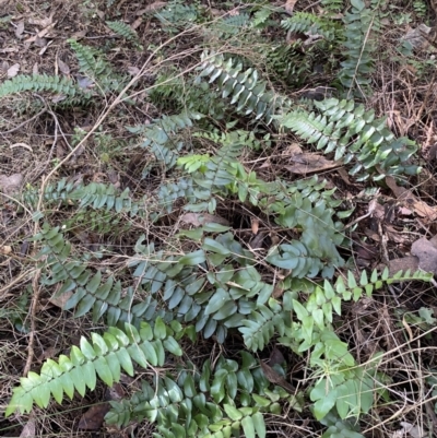 Pellaea calidirupium (Hot Rock Fern) at Karabar, NSW - 1 May 2022 by Steve_Bok