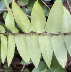 Pellaea calidirupium at Karabar, NSW - 1 May 2022