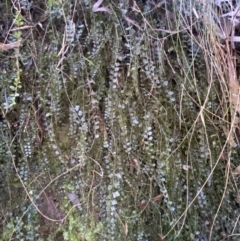 Asplenium flabellifolium (Necklace Fern) at Karabar, NSW - 1 May 2022 by Steve_Bok