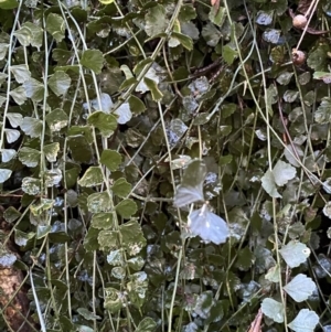 Asplenium flabellifolium at Karabar, NSW - 1 May 2022