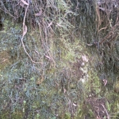 Asplenium flabellifolium at Karabar, NSW - 1 May 2022