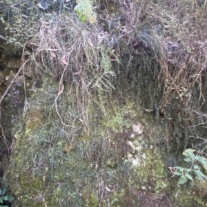 Asplenium flabellifolium at Karabar, NSW - 1 May 2022