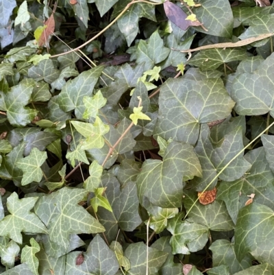 Hedera helix (Ivy) at QPRC LGA - 1 May 2022 by Steve_Bok