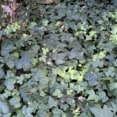 Hedera sp. (helix or hibernica) at QPRC LGA - 1 May 2022 12:51 PM