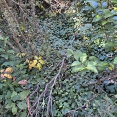 Hedera helix at Karabar, NSW - 1 May 2022