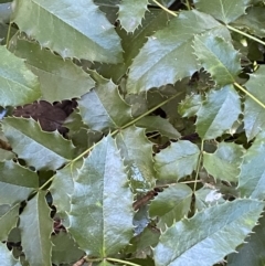 Berberis aquifolium (Oregon Grape) at Karabar, NSW - 1 May 2022 by Steve_Bok