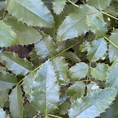 Berberis aquifolium (Oregon grape) at Karabar, NSW - 1 May 2022 by Steve_Bok