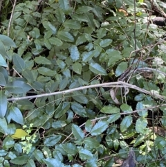 Berberis aquifolium at Karabar, NSW - 1 May 2022