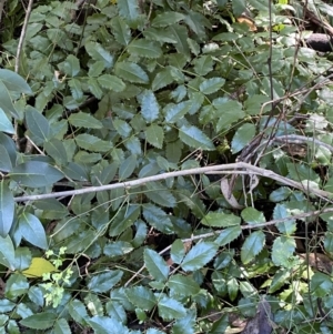 Berberis aquifolium at Karabar, NSW - 1 May 2022 12:49 PM