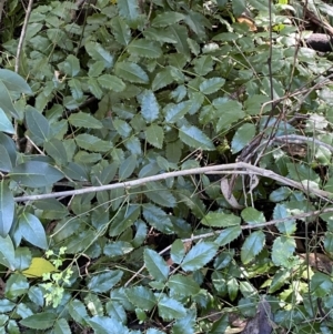Berberis aquifolium at Karabar, NSW - 1 May 2022