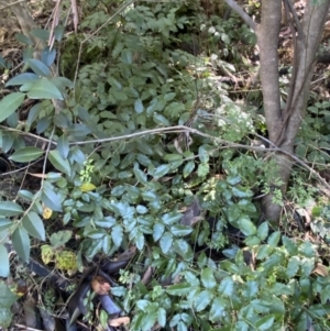 Berberis aquifolium at Karabar, NSW - 1 May 2022 12:49 PM